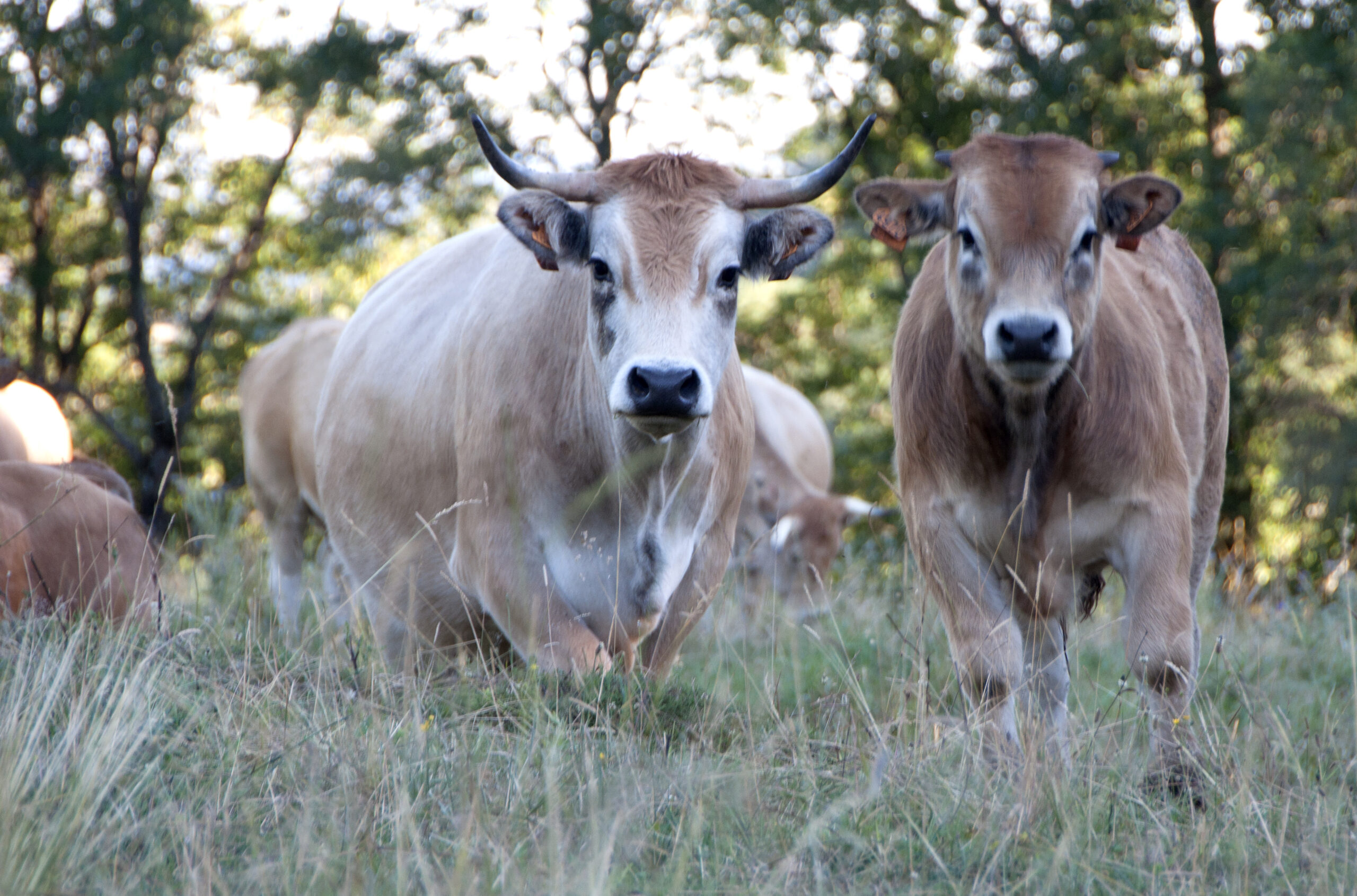 Aubrac