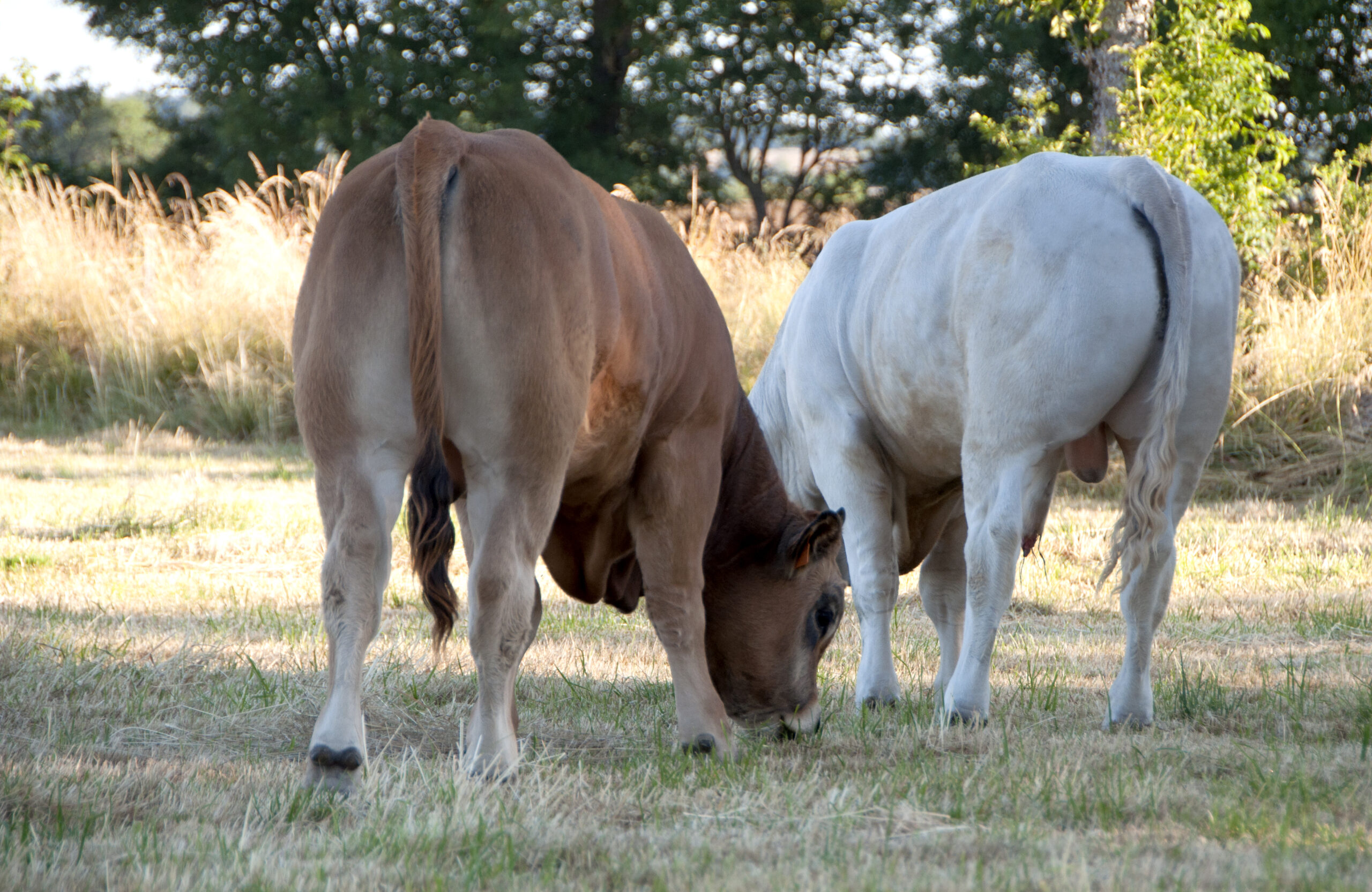 Aubrac