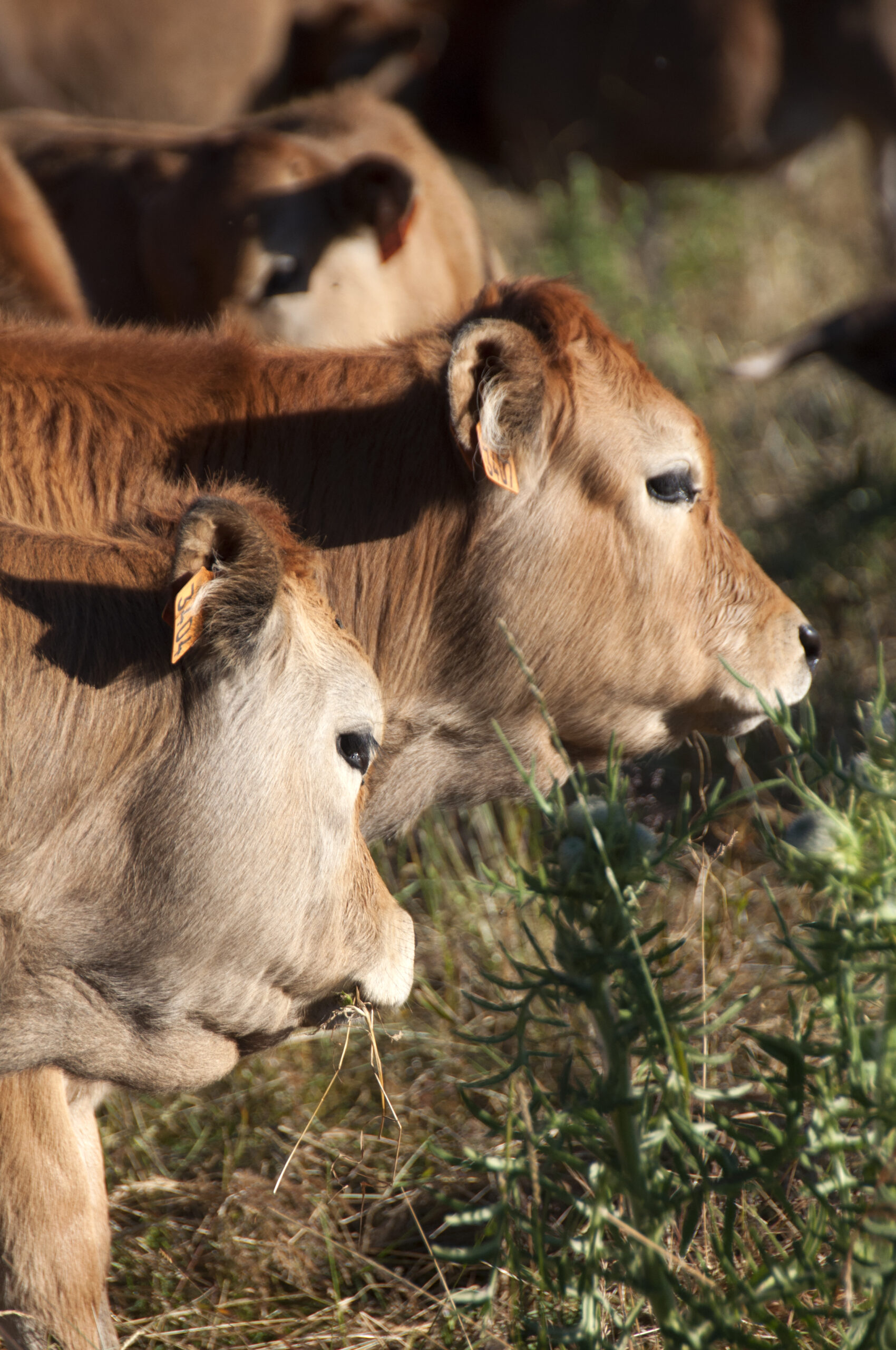 Aubrac