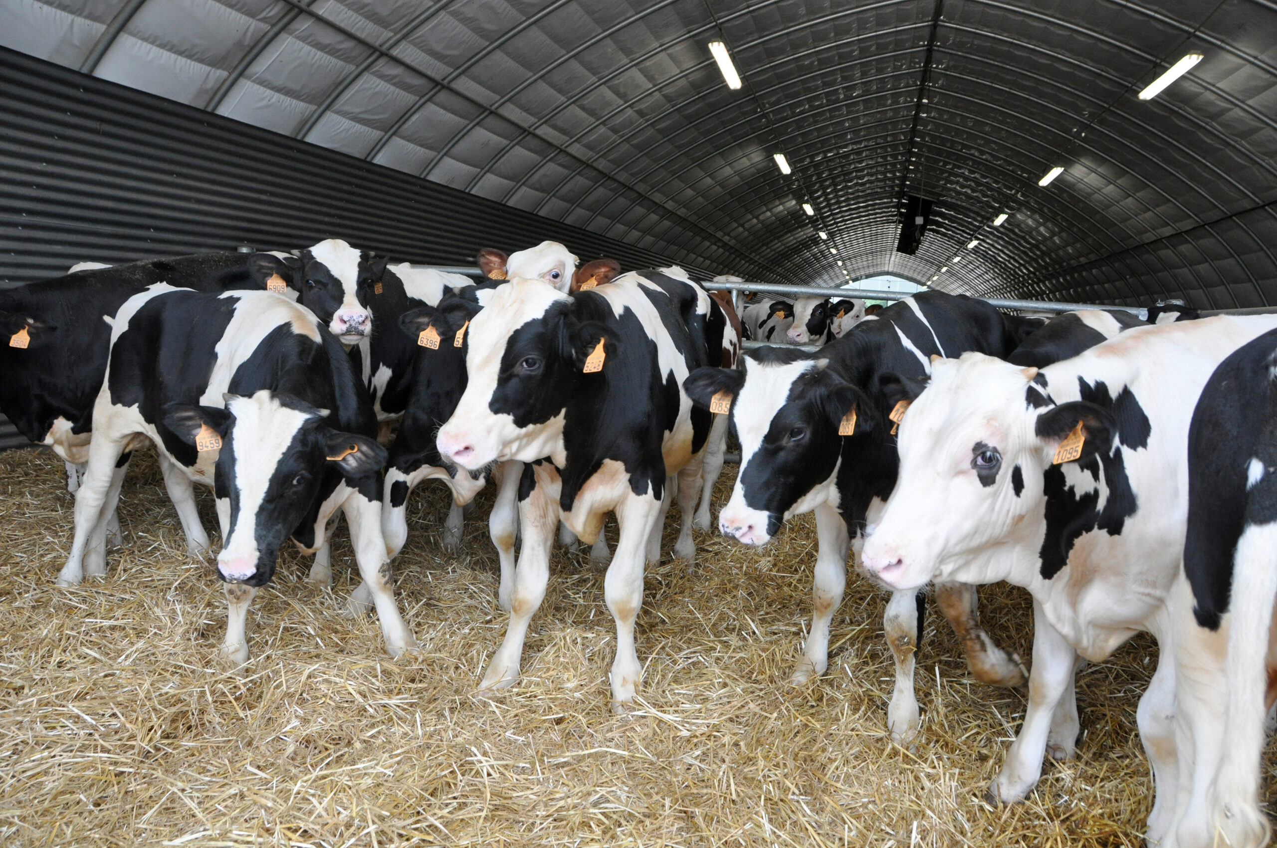 Prim’Holstein