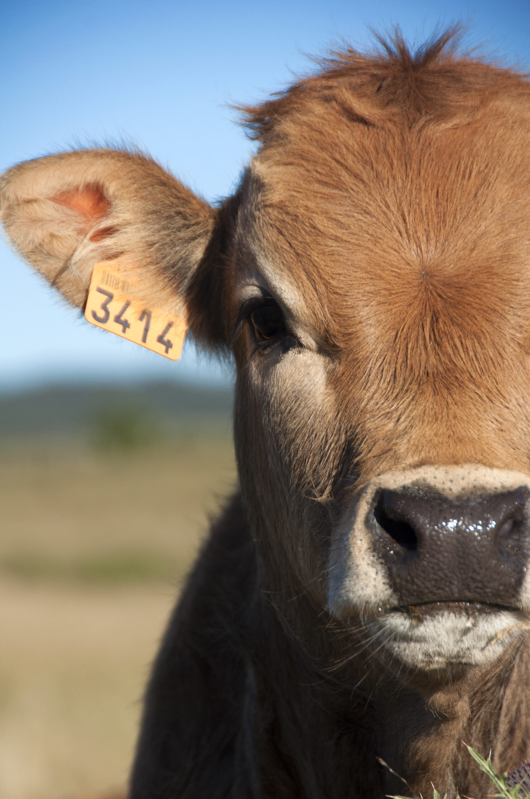 Aubrac