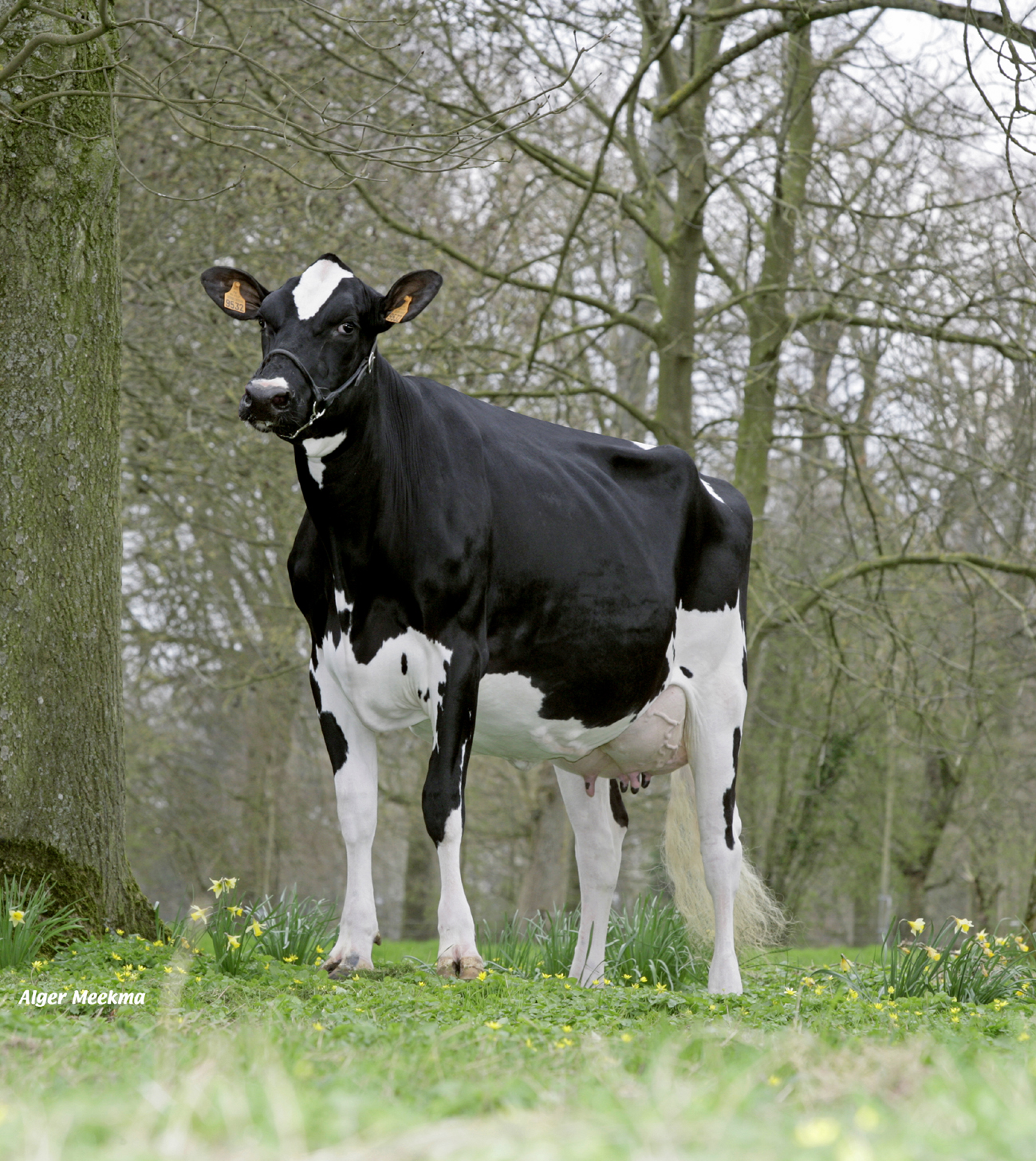 Prim’Holstein