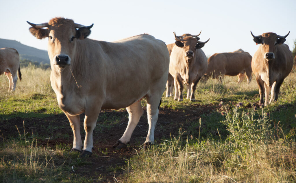 Aubrac