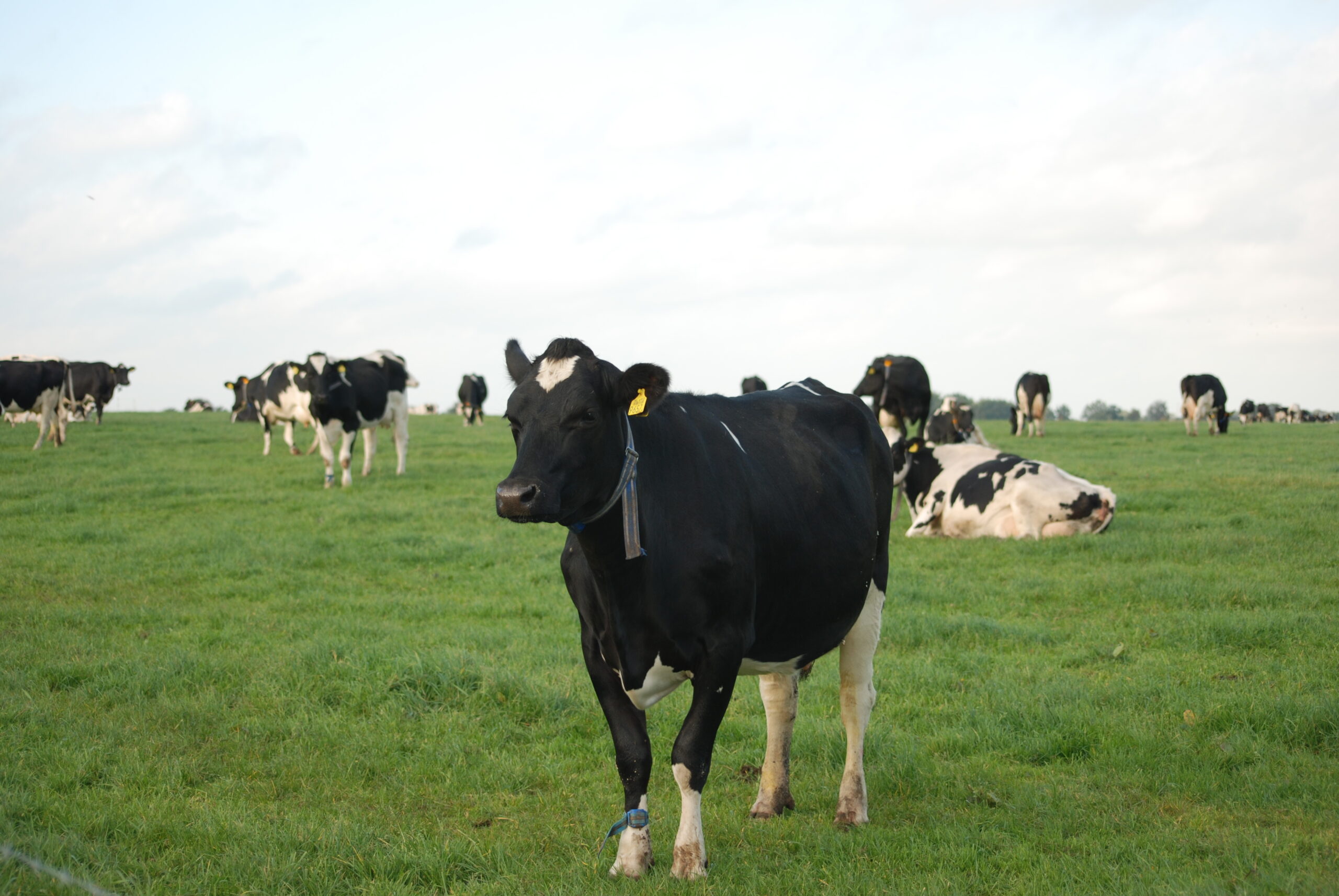 Prim’Holstein