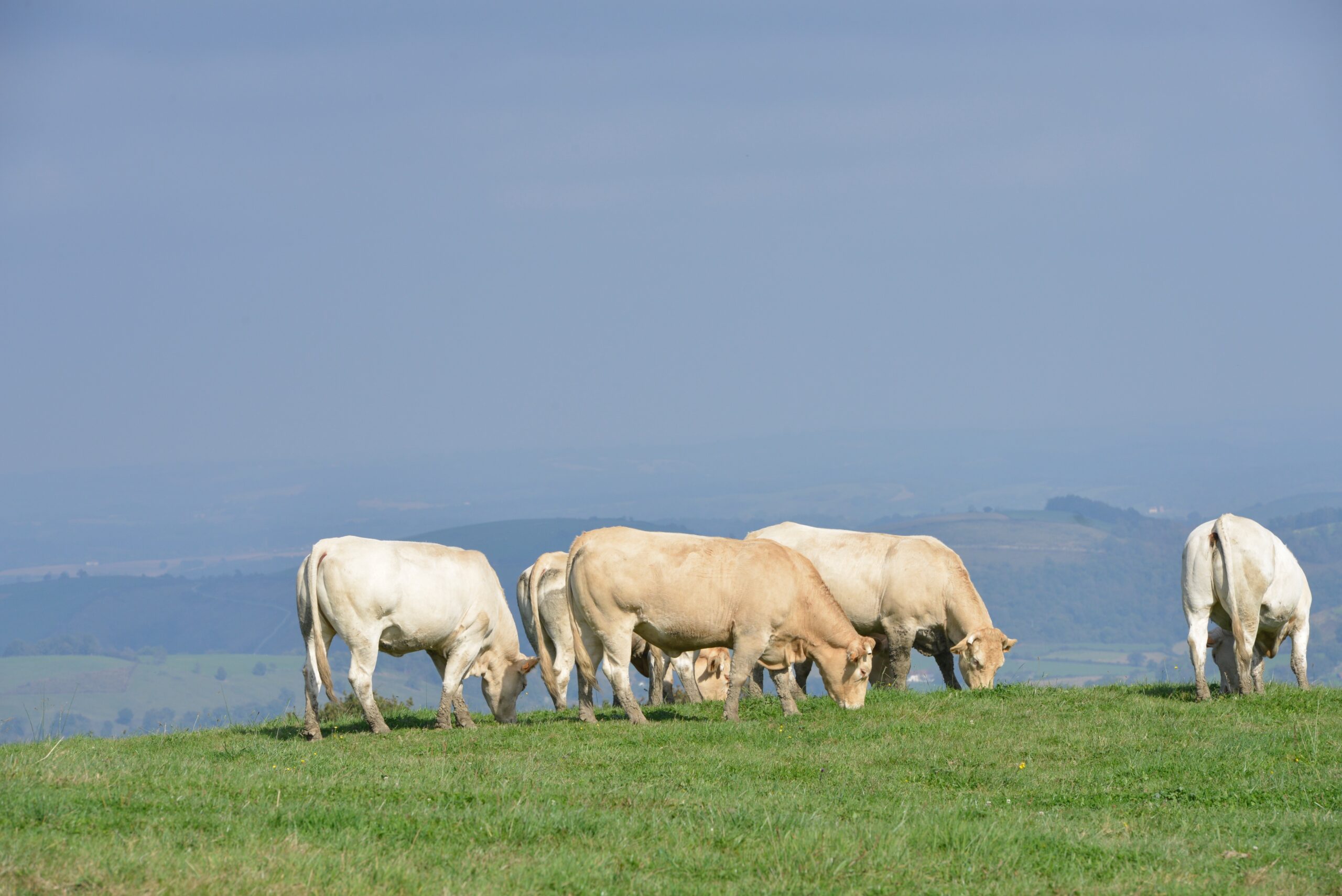 Blonde d’Aquitaine