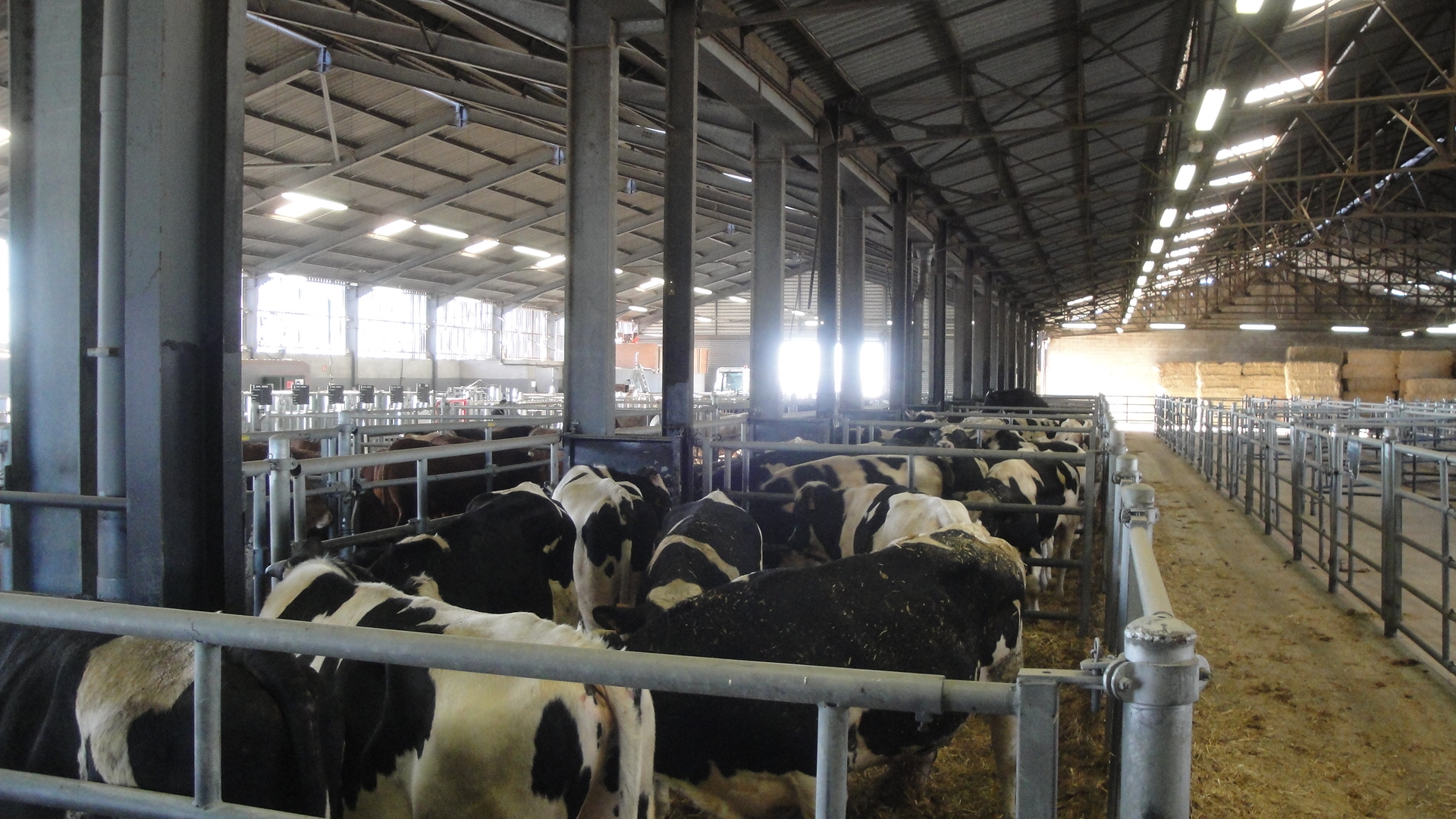 Bovins de boucherie