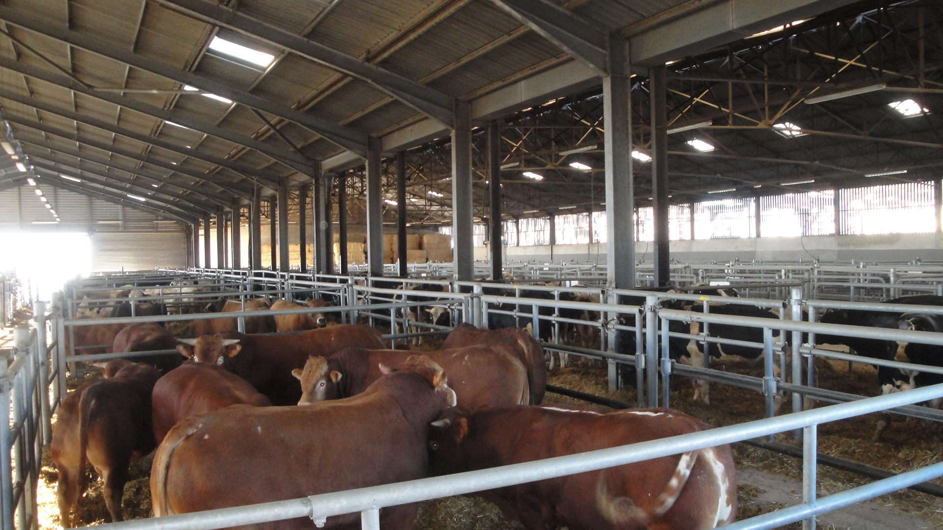 Bovins de boucherie