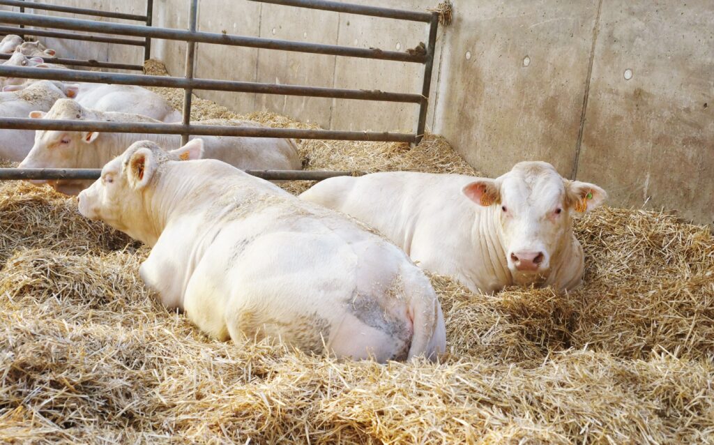 Bovins de boucherie
