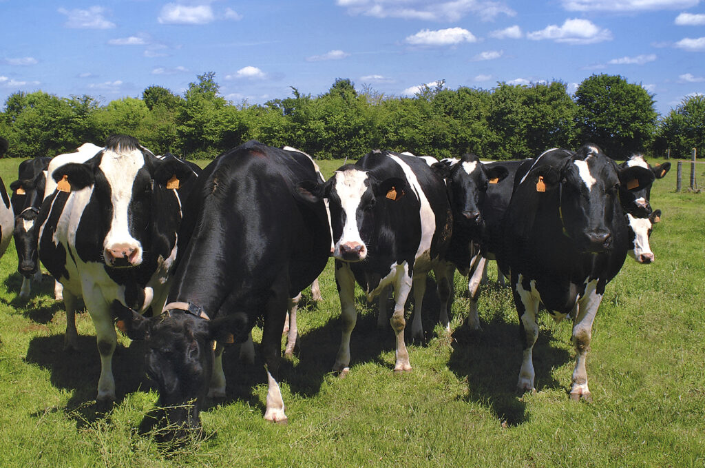Prim&rsquo;Holstein