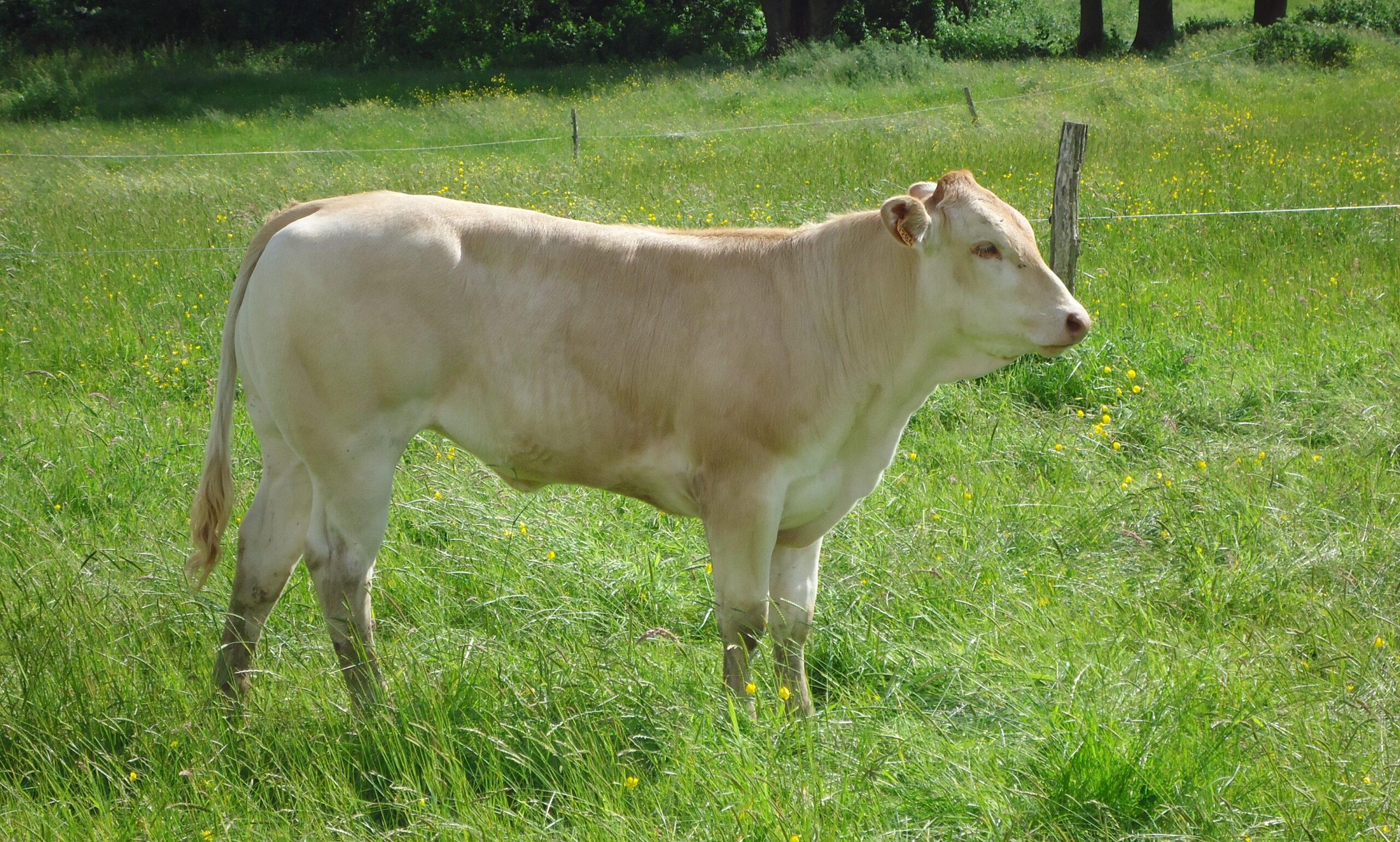 Blonde d’Aquitaine