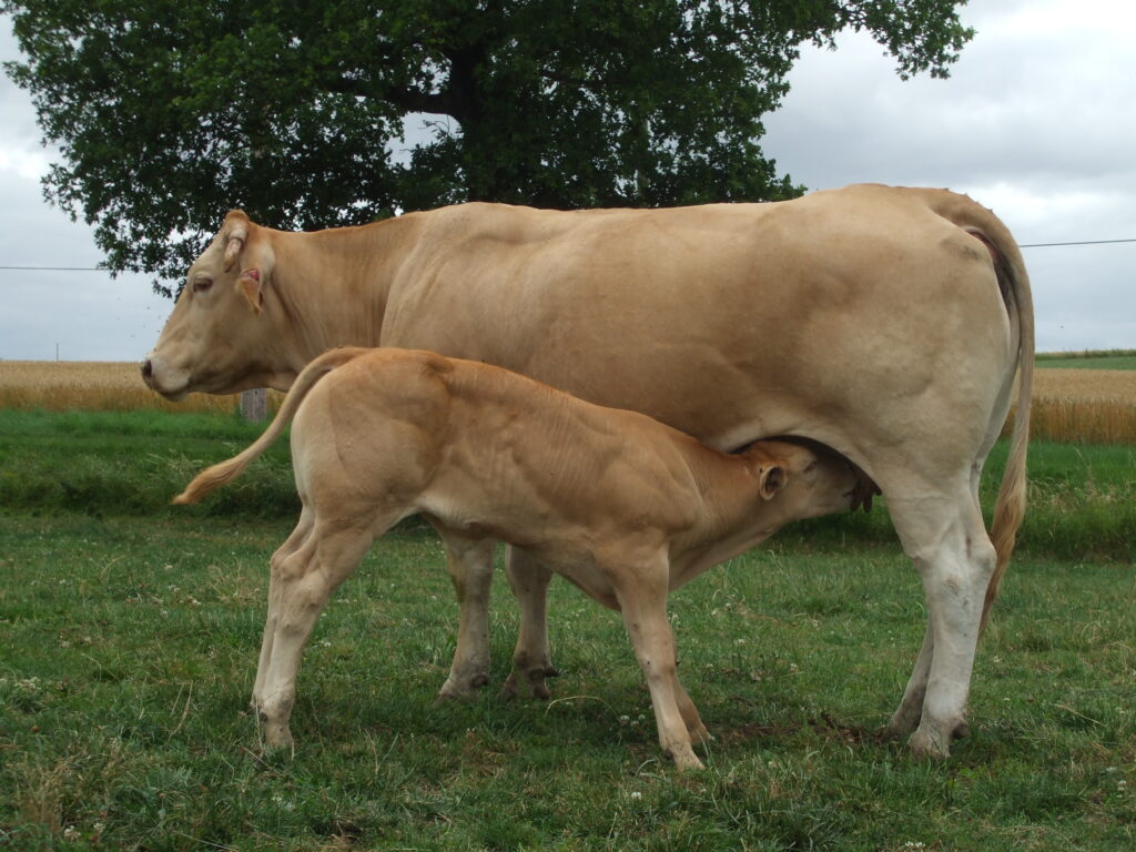 Blonde d’Aquitaine