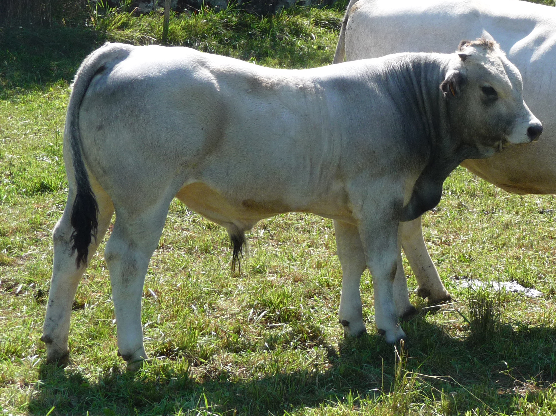 Broutards et laitonnes